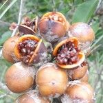 Pittosporum coccineum Fruchs