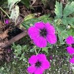 Geranium psilostemon Fiore