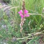 Onobrychis arenaria Kukka