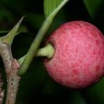 Ficus pertusa Fruchs