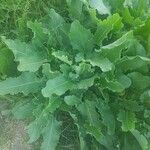 Rumex confertus برگ