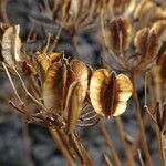 Laserpitium latifolium Fruit