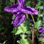 Salvia viridis Blomma