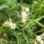 Tournefortia candidula Flower