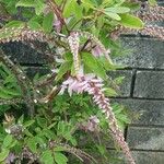 Indigofera decora Цветок