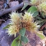 Alternanthera pungens Flower