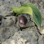 Arisarum simorrhinum Blad