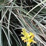 Dyckia choristaminea