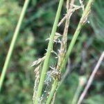 Sporobolus fertilis Flower