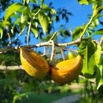 Tabernaemontana donnell-smithii Fruit