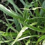 Oenothera stricta Leaf