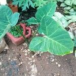 Colocasia esculentaLeaf