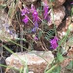 Vicia monantha Λουλούδι