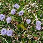 Globularia nudicaulis Habit