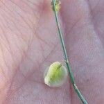 Rumex induratus ফল