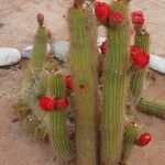 Echinopsis huascha Hábito