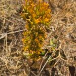 Kalanchoe lanceolata Цвят