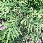 Dryopteris sieboldii Fuelha