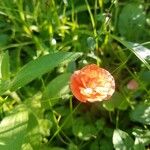 Trollius asiaticus Květ