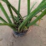 Dracaena angolensis 叶