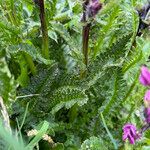 Pedicularis rostratospicata 葉