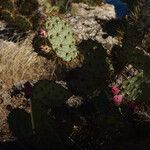 Opuntia dillenii Other