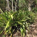 Bromelia karatas Агульны выгляд