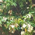 Pandorea pandorana പുഷ്പം