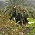 Phoenix canariensis Habitus