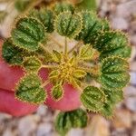 Cleome droserifolia Leaf