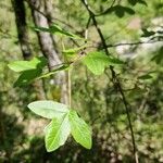 Acer monspessulanumLevél