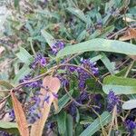 Hardenbergia violaceaBlomst