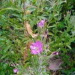 Epilobium hirsutumŽiedas