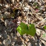 Ribes laxiflorum 葉