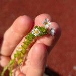 Euphrasia officinalis L.Fleur