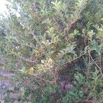 Lawsonia inermis 葉