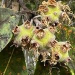 Syncarpia glomulifera Fruit