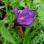 Colchicum cupanii Квітка