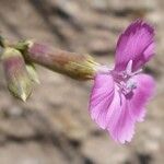 Dianthus godronianus Fleur