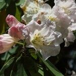 Rhododendron adenogynum Flower