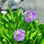 Primula algida Květ