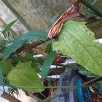 Thunbergia laurifolia Leaf