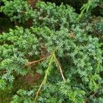 Juniperus squamataFulla