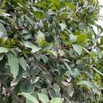 Ehretia tinifolia Hoja