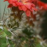 Echinocereus polyacanthus Цветок