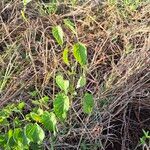Cynanchum insipidum Blatt