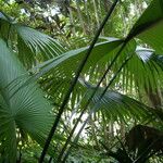 Kerriodoxa elegans Hoja