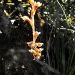 Pachyplectron arifolium Flower