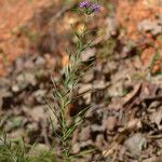 Liatris squarrosa Elinympäristö