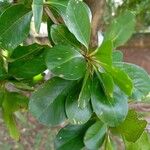 Terminalia buceras Leaf